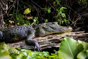 American Alligator Mother Resting on a Downed Tree By Her Nest Near the Bank of the Wekiva River in Central Florida - Relaxing with Her Hand Hanging Off the Log