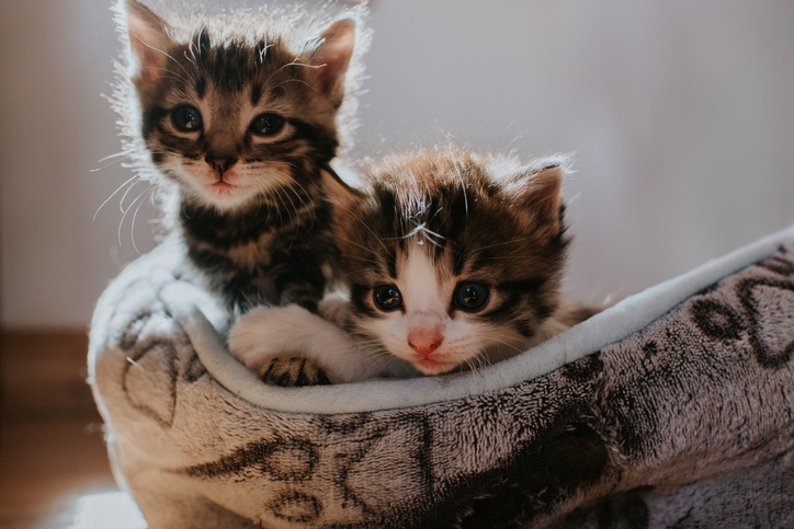 Two young kittens cuddle together in a pet bed. They clasp paws.