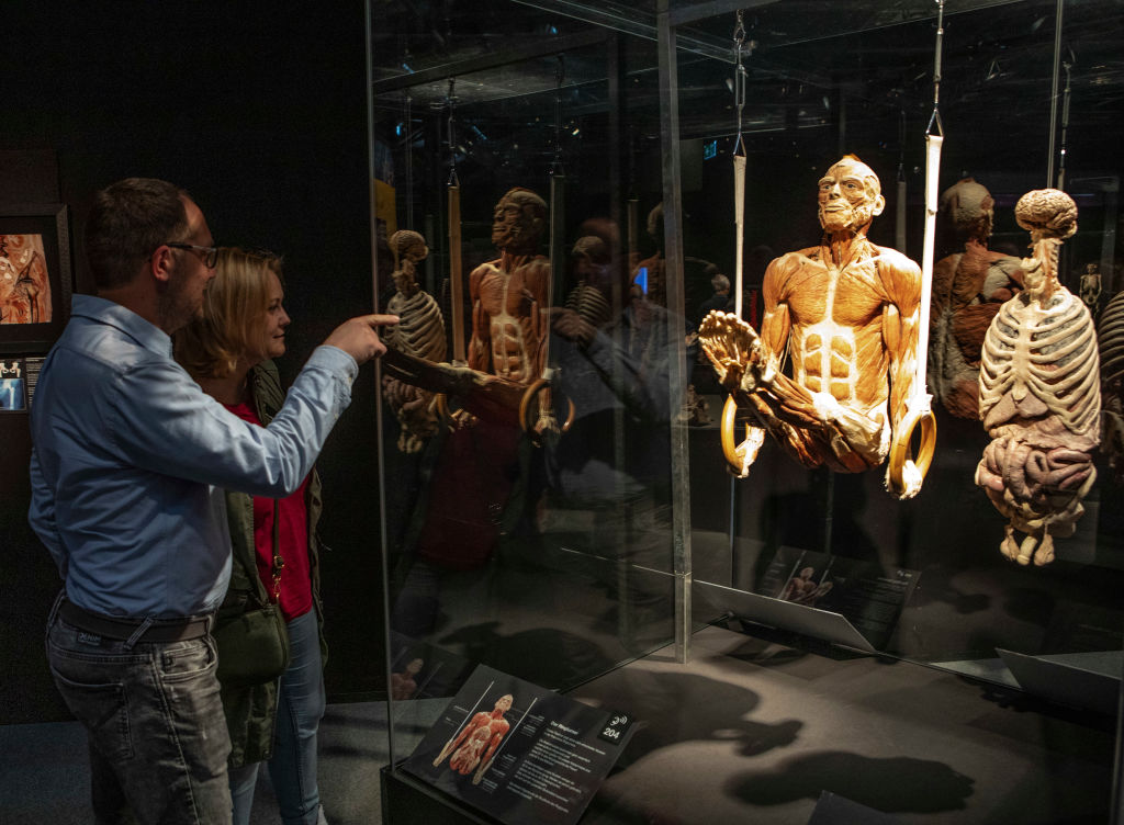 Body Worlds Exhibition In Cologne