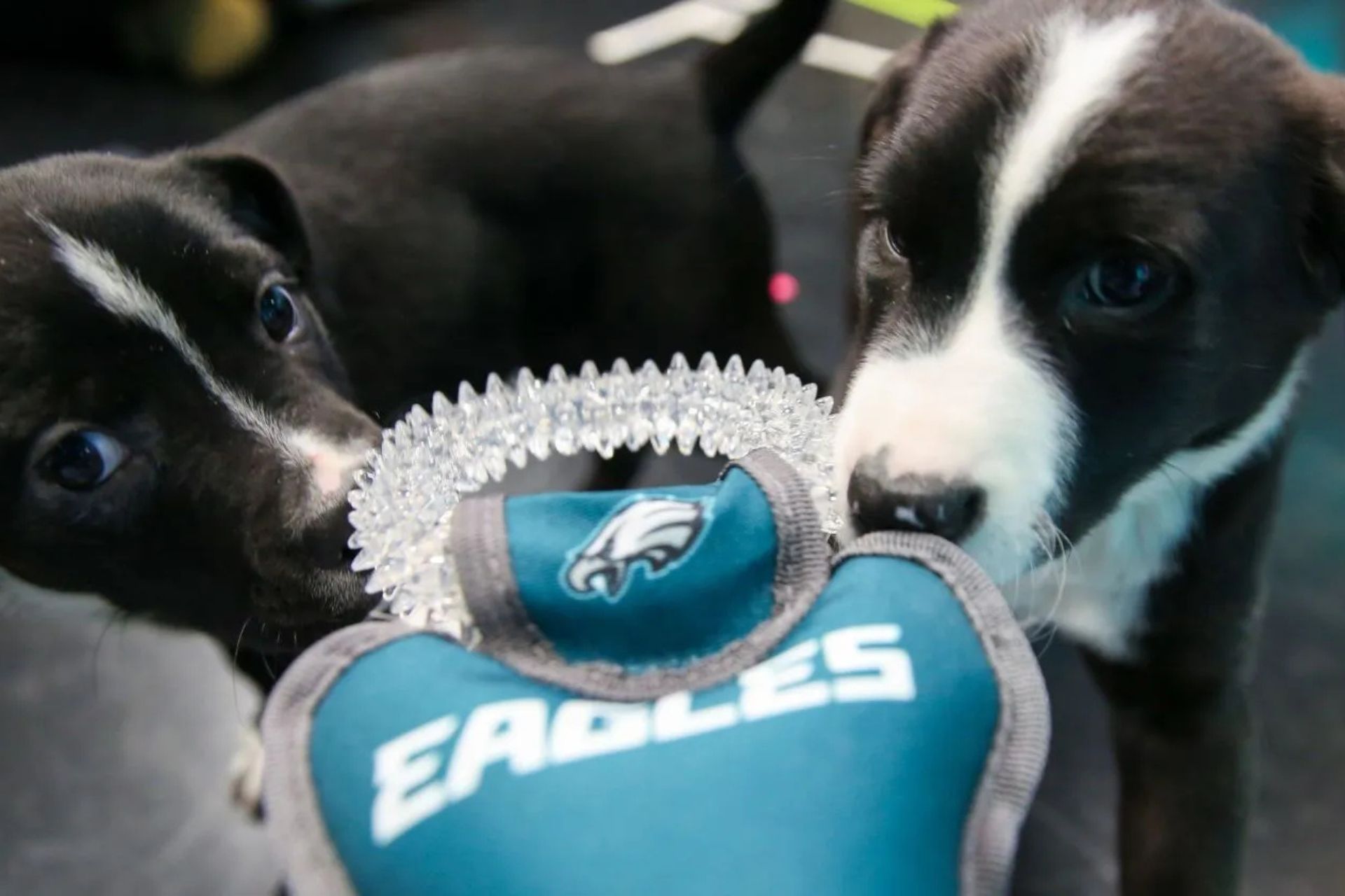 Dawg Mentality: Eagles Cover Adoption Fees to Help Pets Find Homes