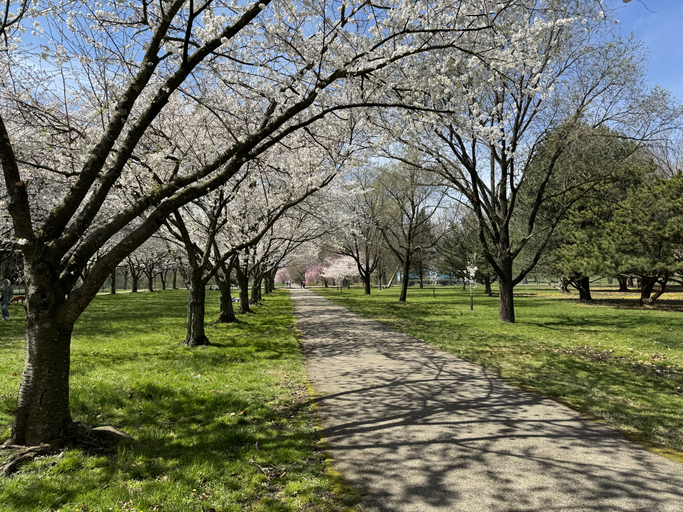 Path with rows of blossoming trees in West Fairmount Park, Philadelphia