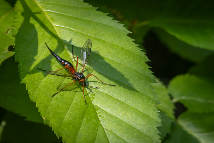 Antlered Crane Fly, (Tanyptera dorsalis), Tipuloidea, Ctenophorinae, Tipulomorpha.