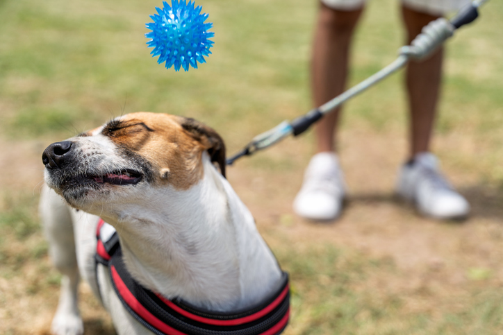 Dog waiting for ball while walking in park with owner